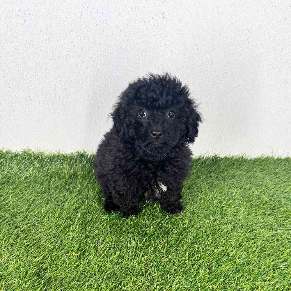 Image of a pet breed in the gallery