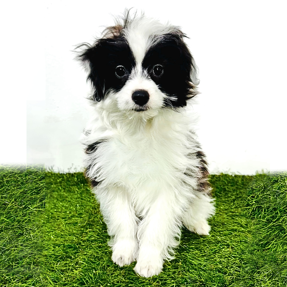 Image of a pet breed in the gallery