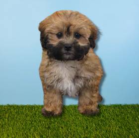 Shizapoo