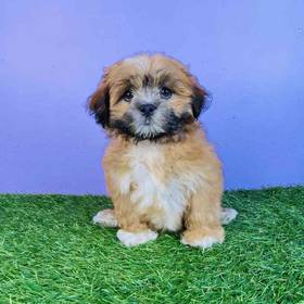 Lhasa Apso