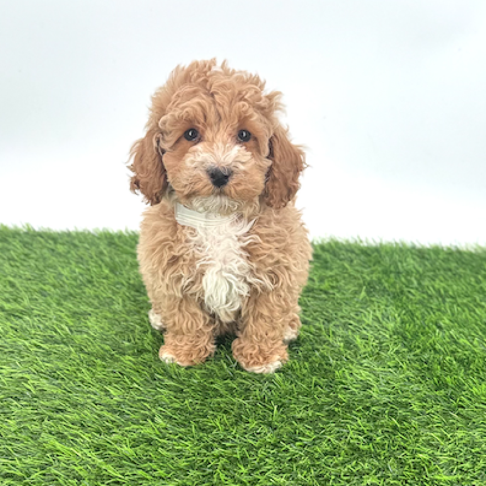 Image of a pet breed in the gallery