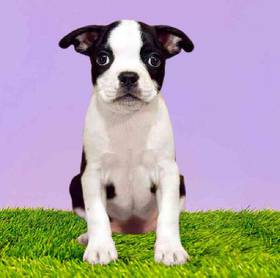 Boston Terrier