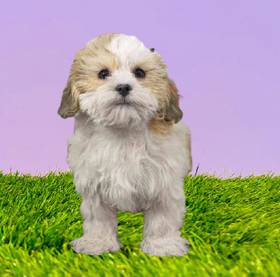 Shizapoo