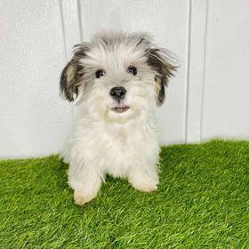 Coton De Tulear