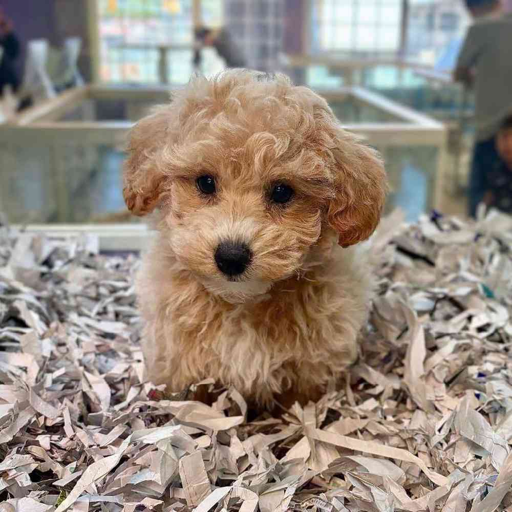 pet breed image