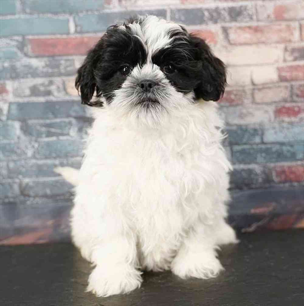 pet breed image