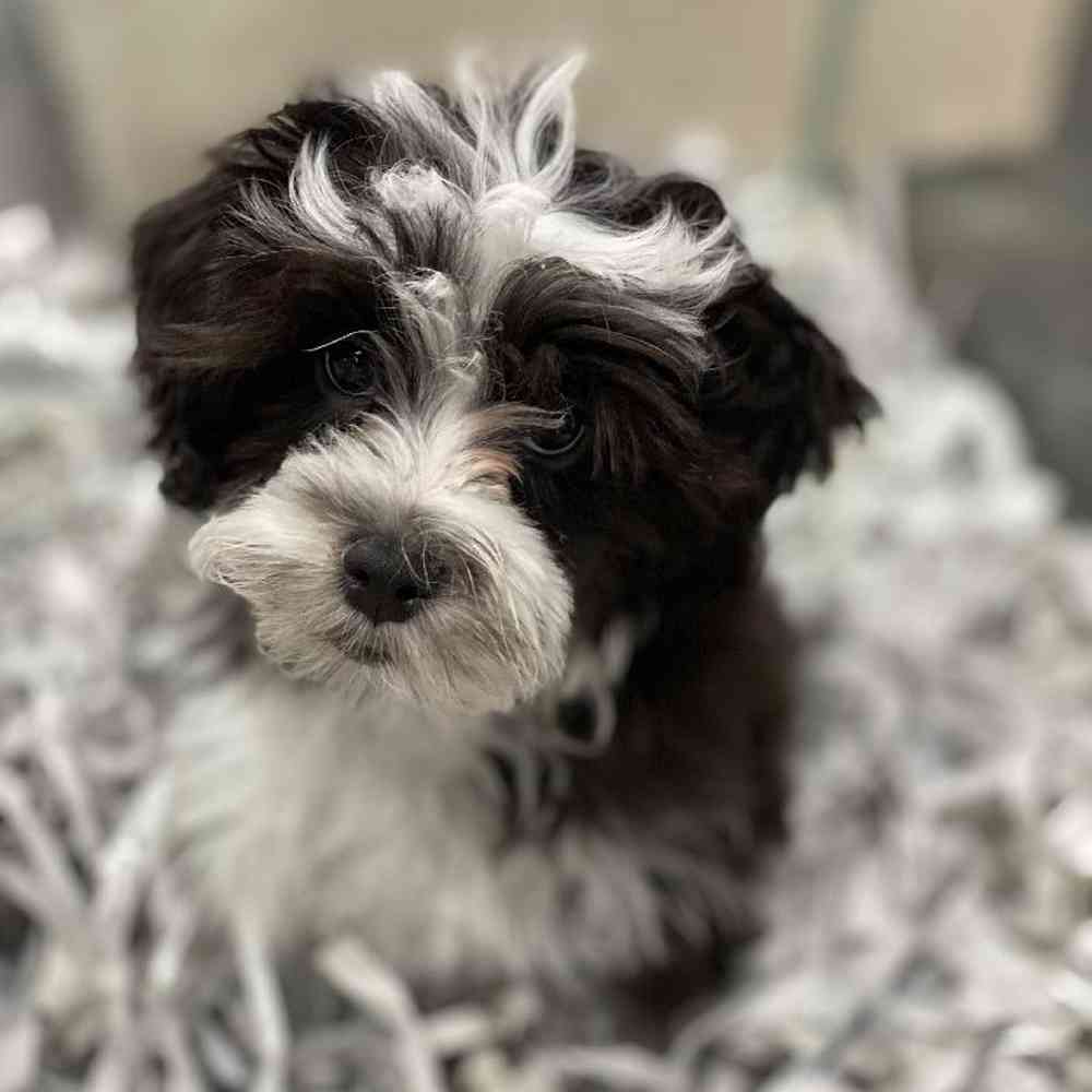 Male Shizapoo Puppy for Sale in Meridian, ID