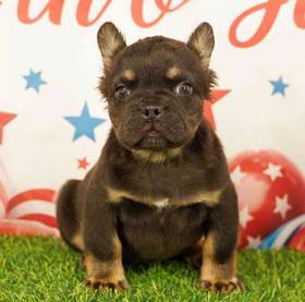 French Bulldog