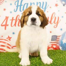 Saint Bernard
