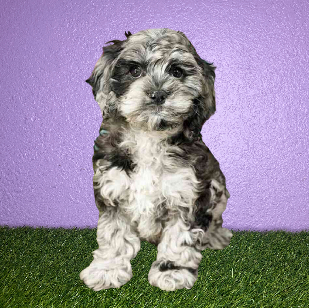 carousel pet images