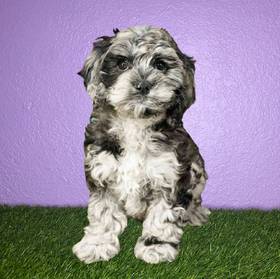 Cockapoo