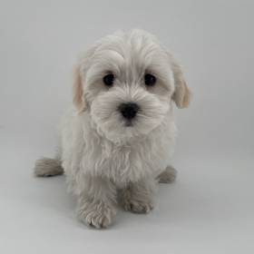 Coton De Tulear