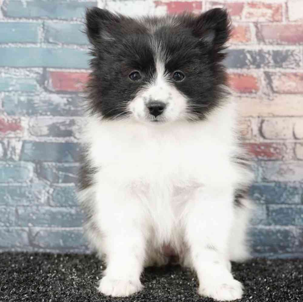 Image of a pet breed in the gallery