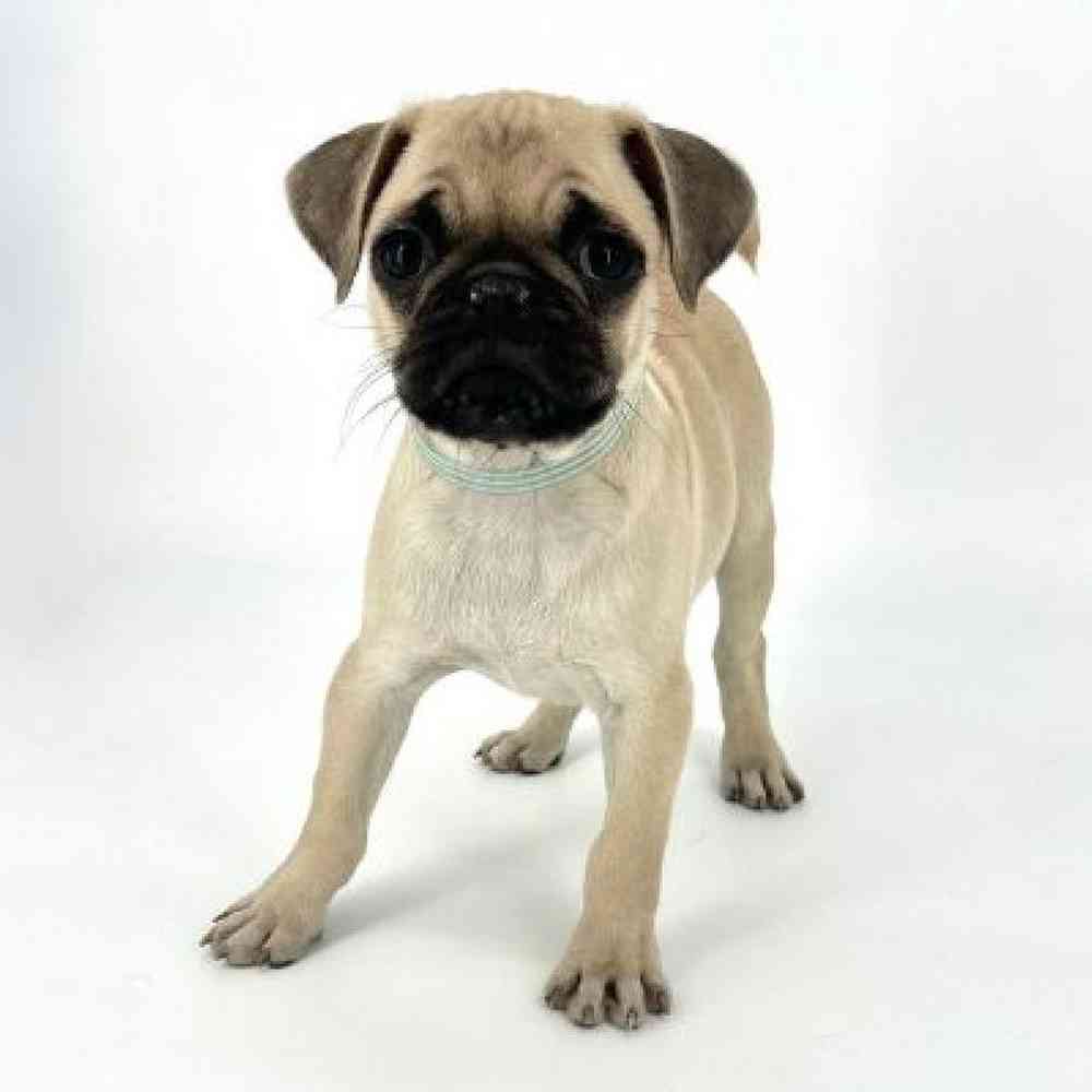 Male Pug Puppy for Sale in Tolleson, AZ