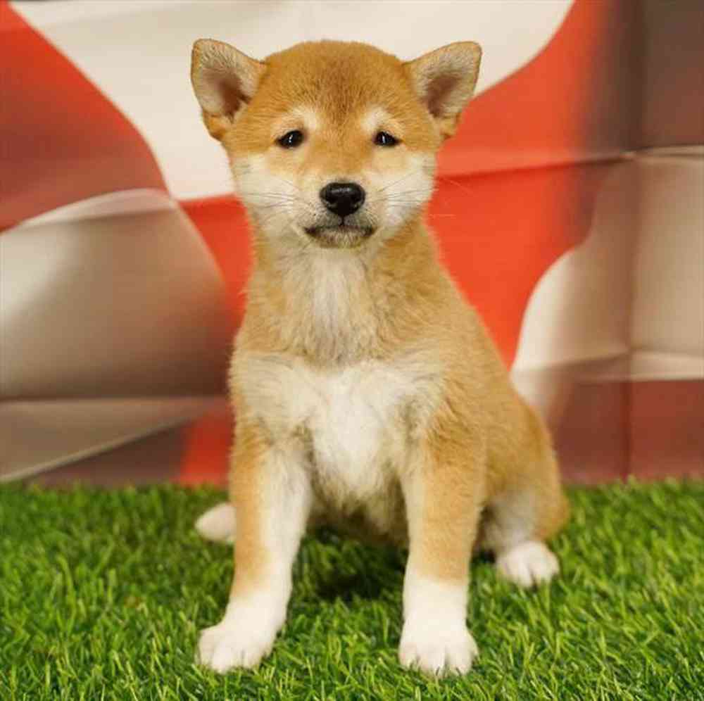 Image of a pet breed in the gallery