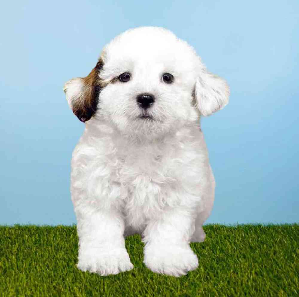 carousel pet images