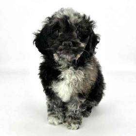 Cockapoo