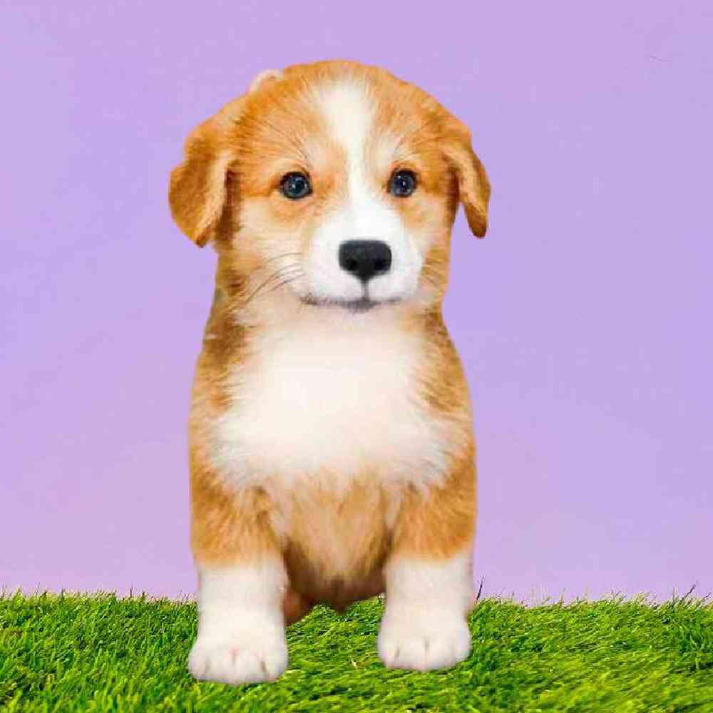 Male Pembroke Welsh Corgi Puppy for Sale in Puyallup, WA