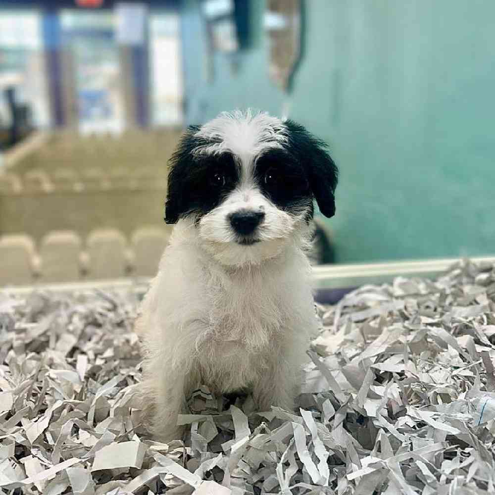 pet breed image