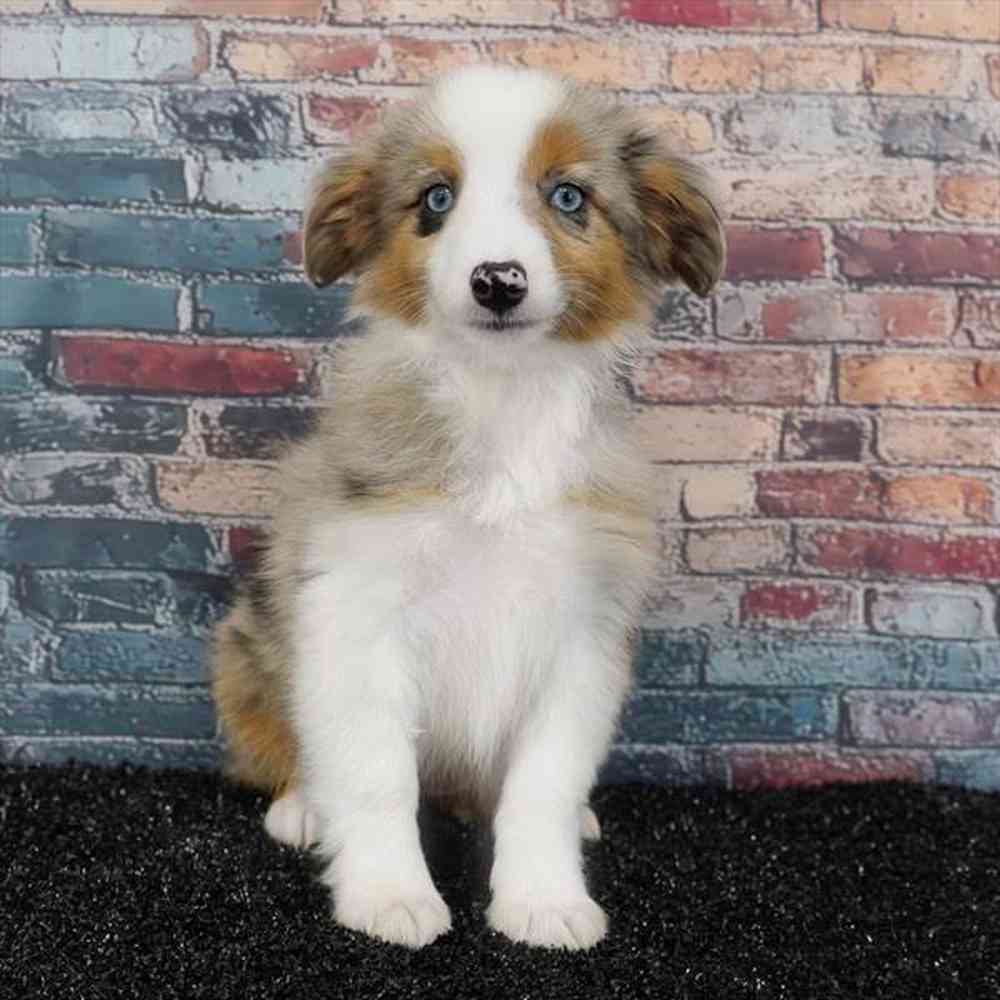 Image of a pet breed in the gallery