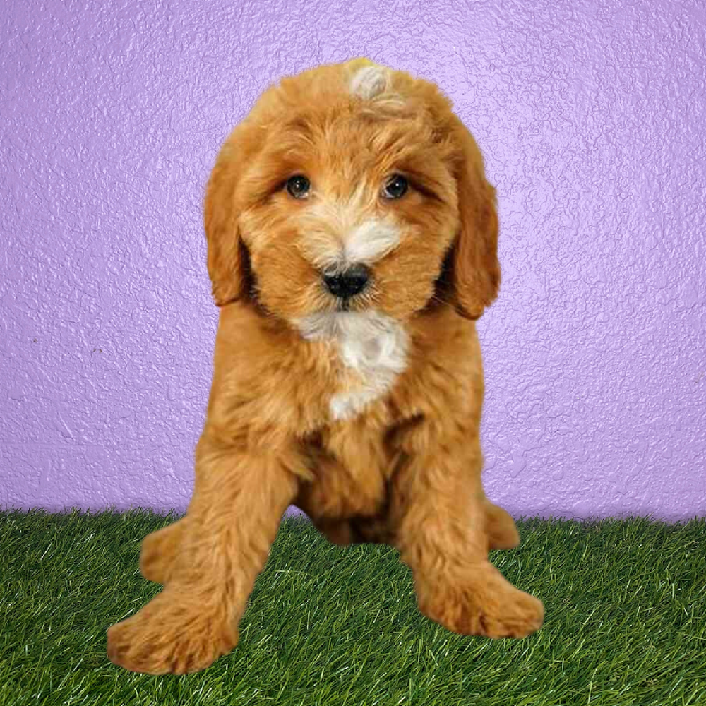 Male 2nd Gen Mini Goldendoodle Puppy for Sale in New Braunfels, TX