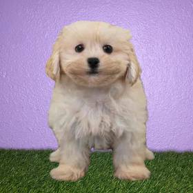 Shizapoo