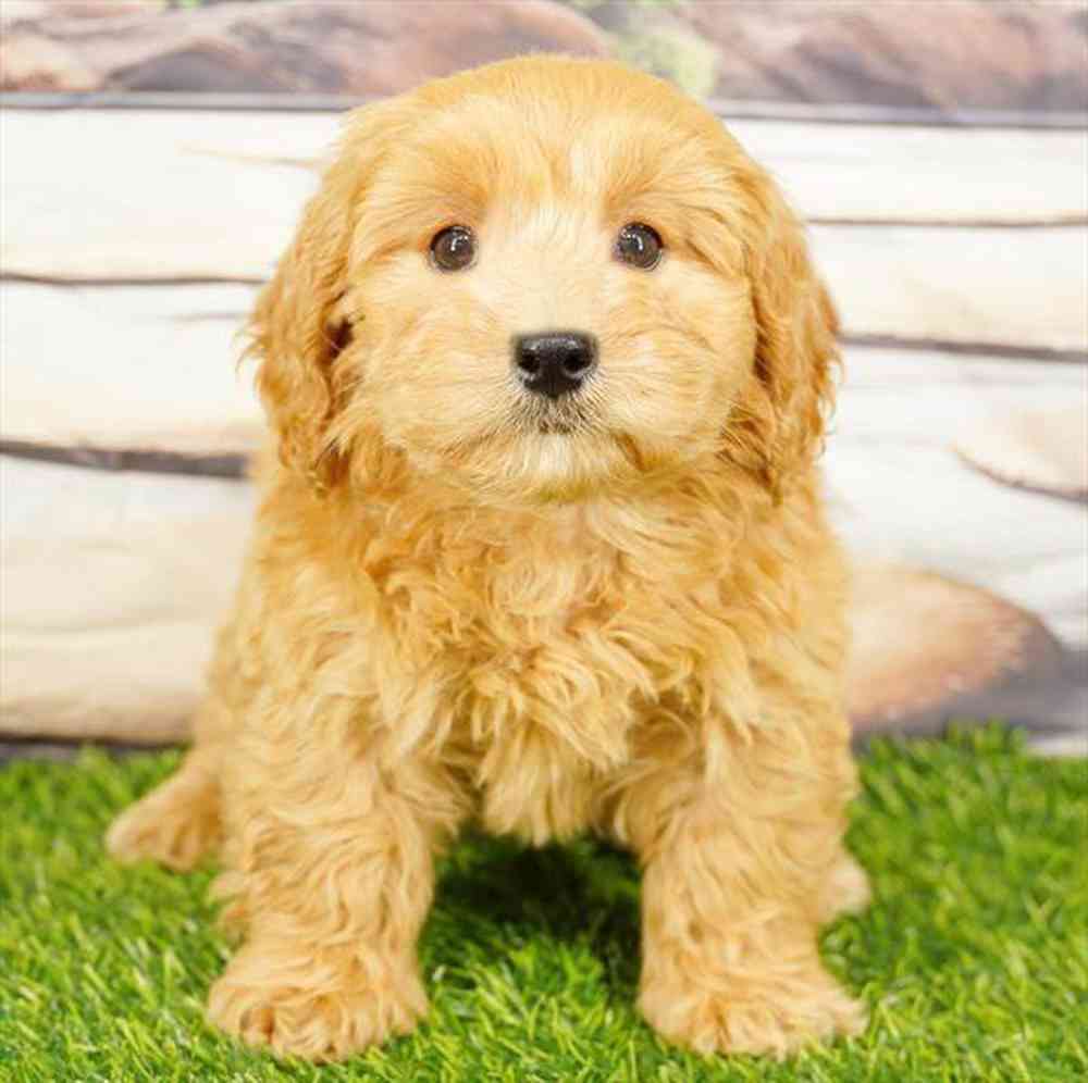 Image of a pet breed in the gallery