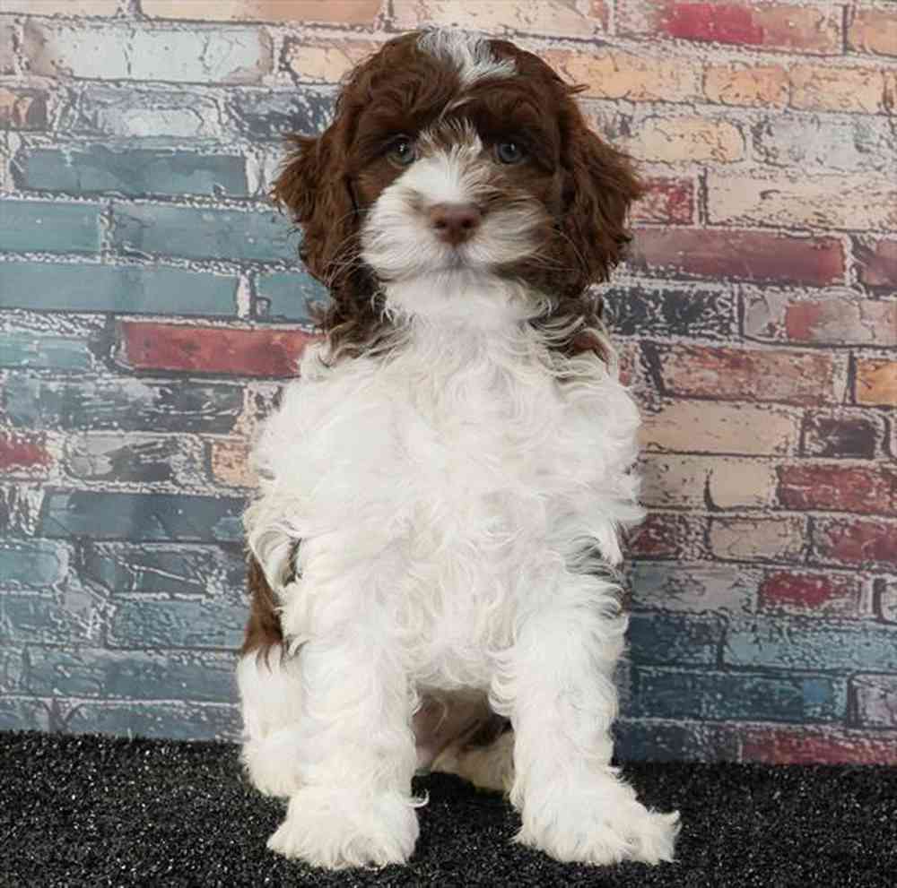 Image of a pet breed in the gallery