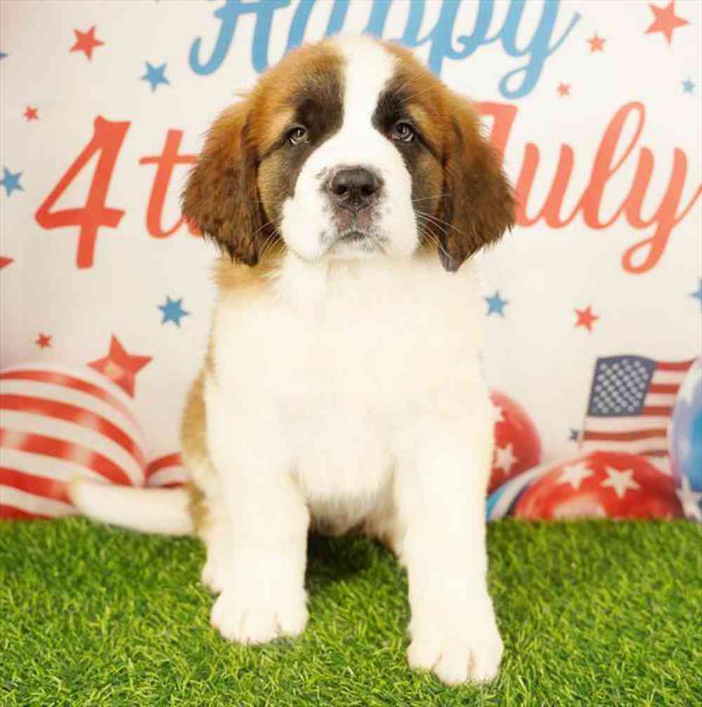 Image of a pet breed in the gallery
