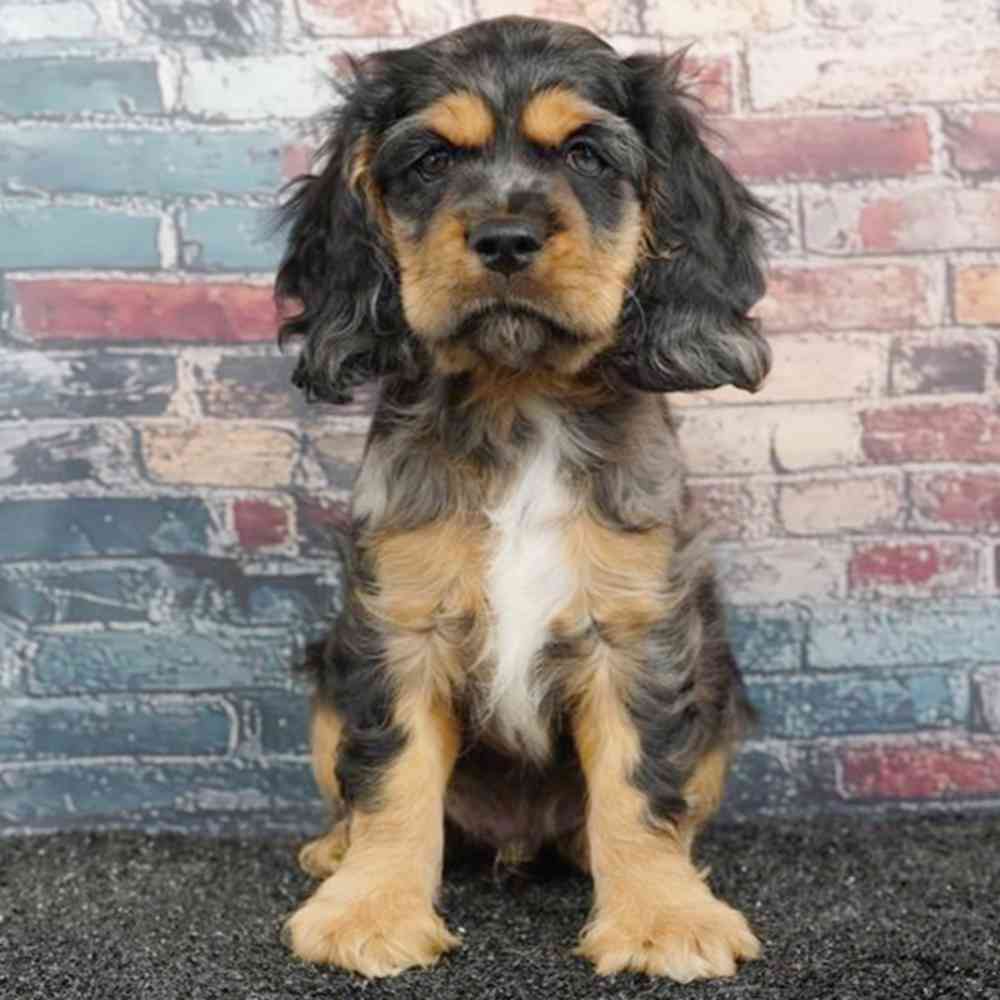 Image of a pet breed in the gallery