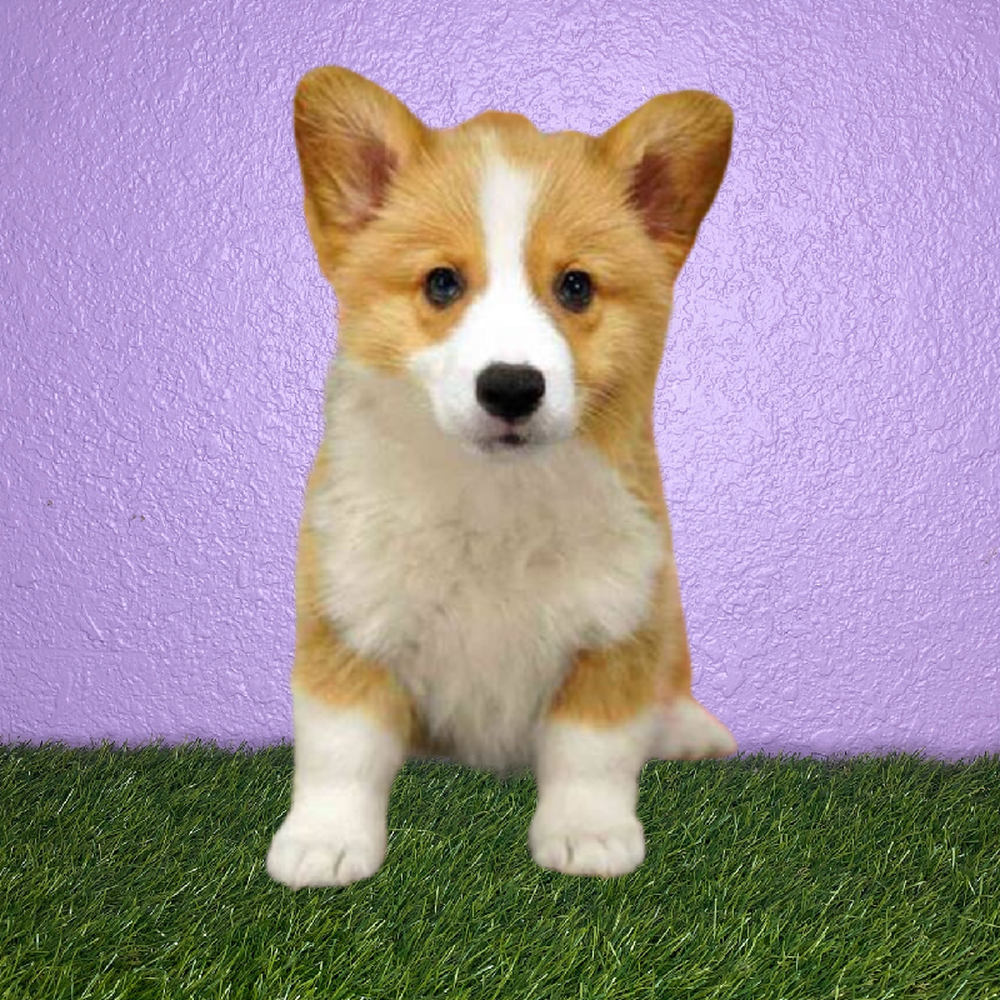 carousel pet images