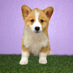 Pembroke Welsh Corgi