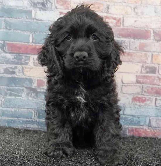 Cocker Spaniel