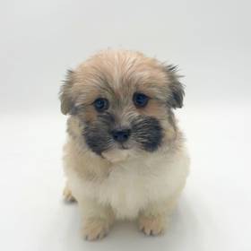 Havanese