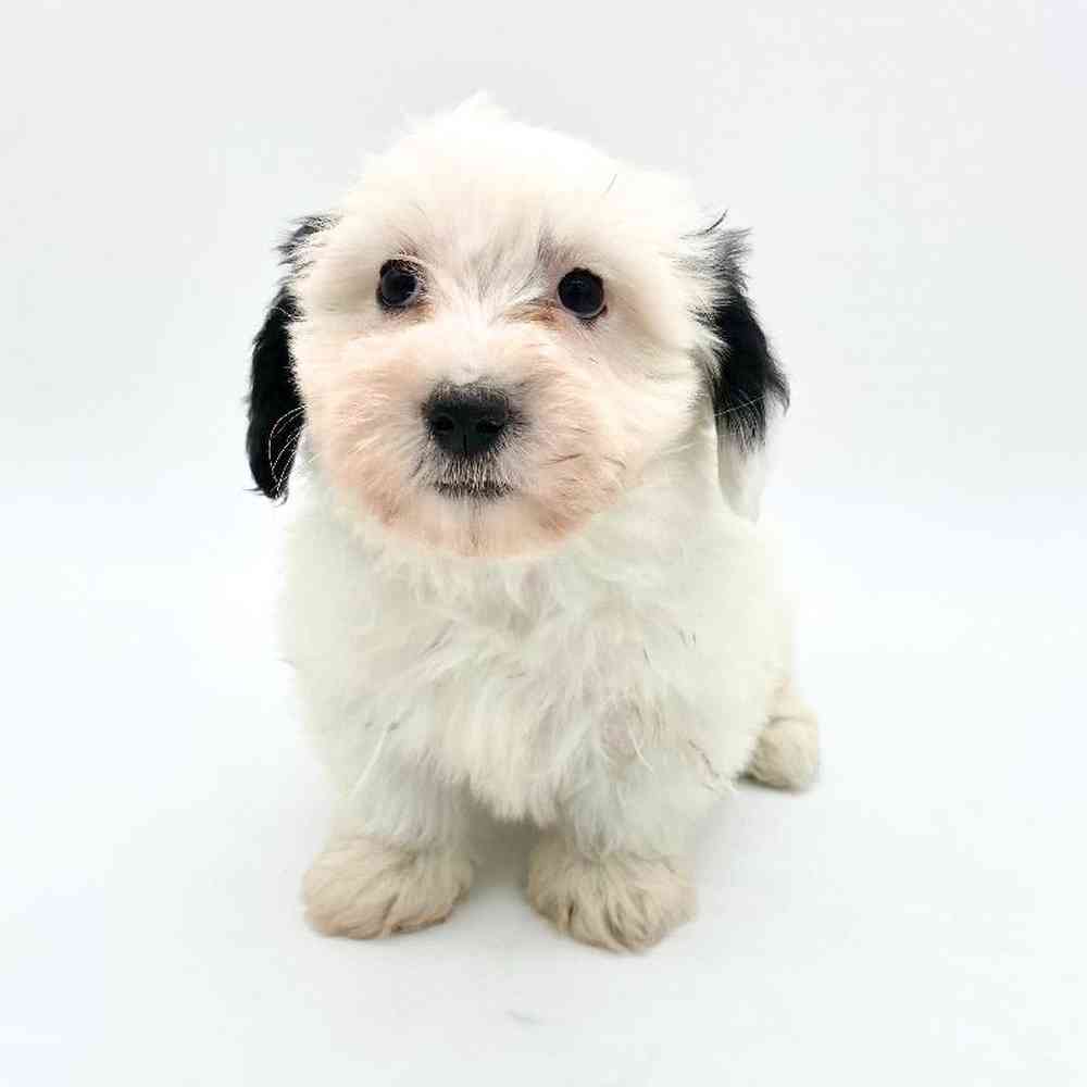 Male Coton De Tulear Puppy for Sale in Puyallup, WA