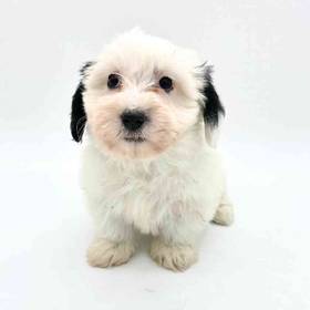 Coton De Tulear