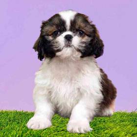 Shih Tzu