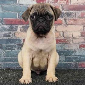 Pug