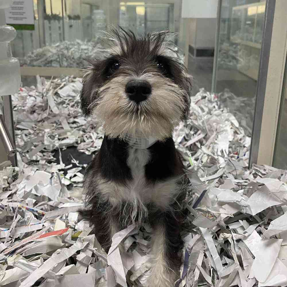 carousel pet images
