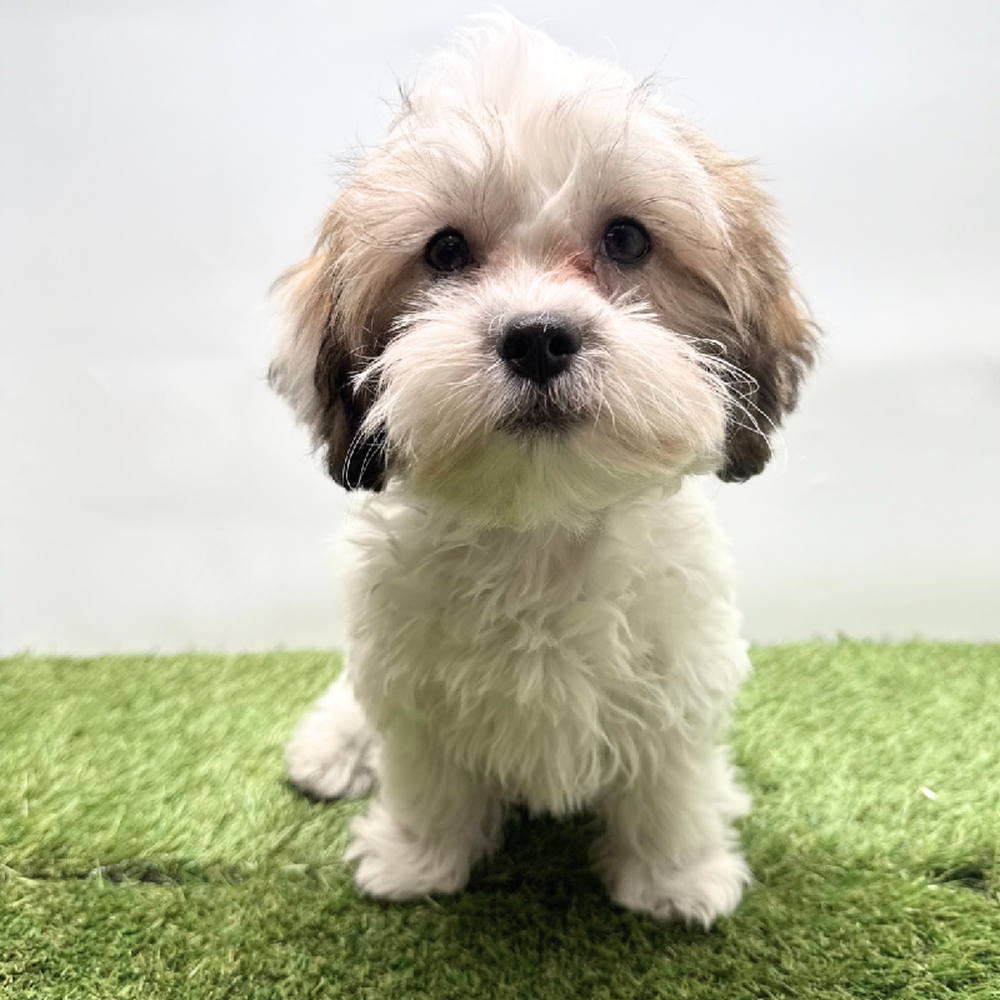 Image of a pet breed in the gallery