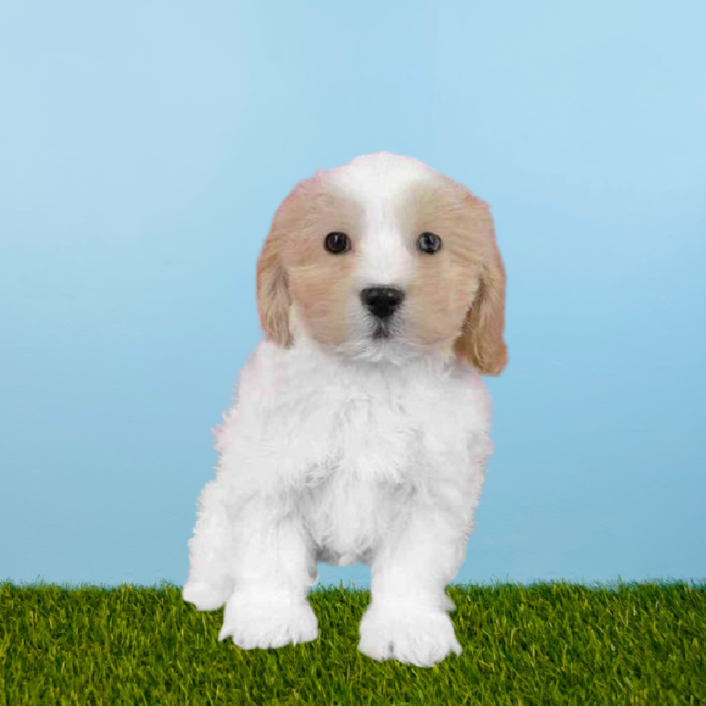 carousel pet images