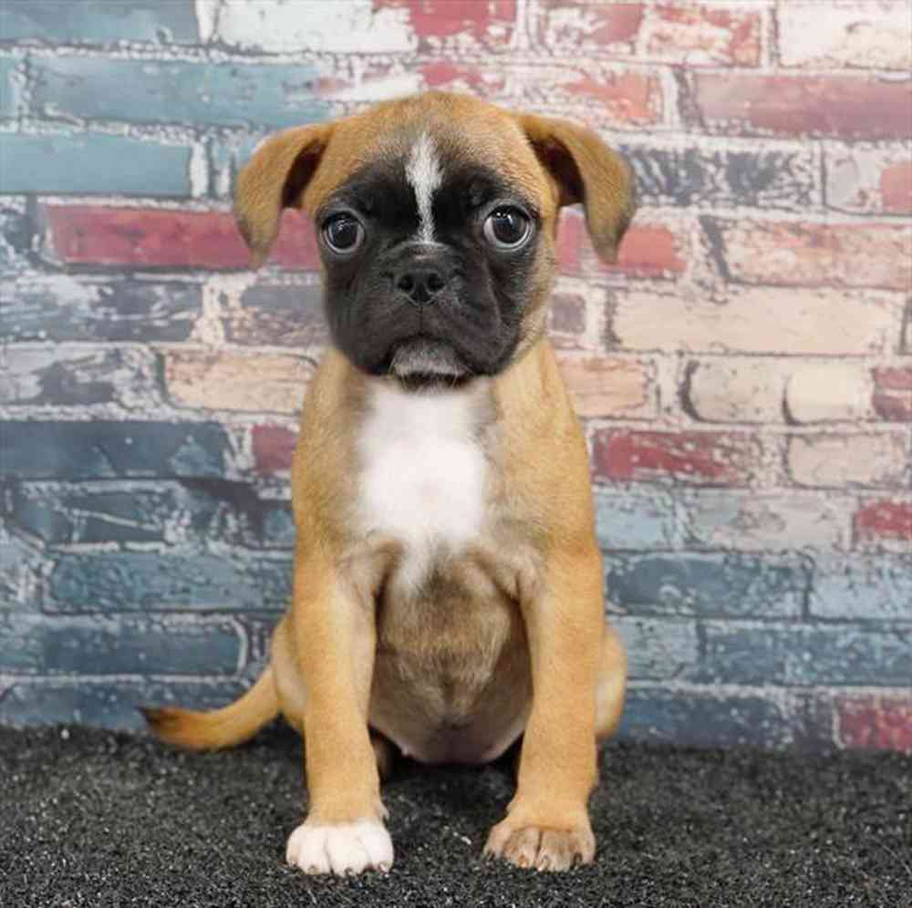 Image of a pet breed in the gallery