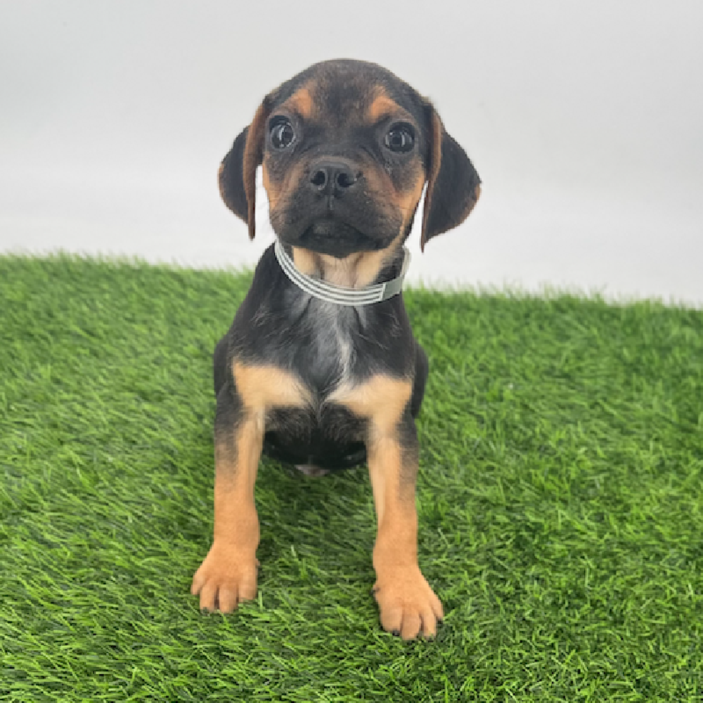 Image of a pet breed in the gallery