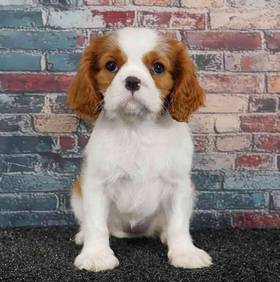 Cavalier King Charles Spaniel