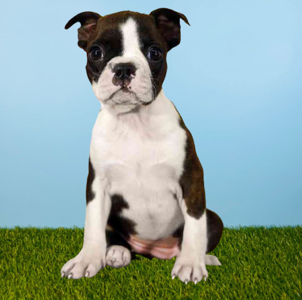 Female Boston Terrier Puppy for Sale in Pasadena, TX