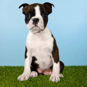 Boston Terrier