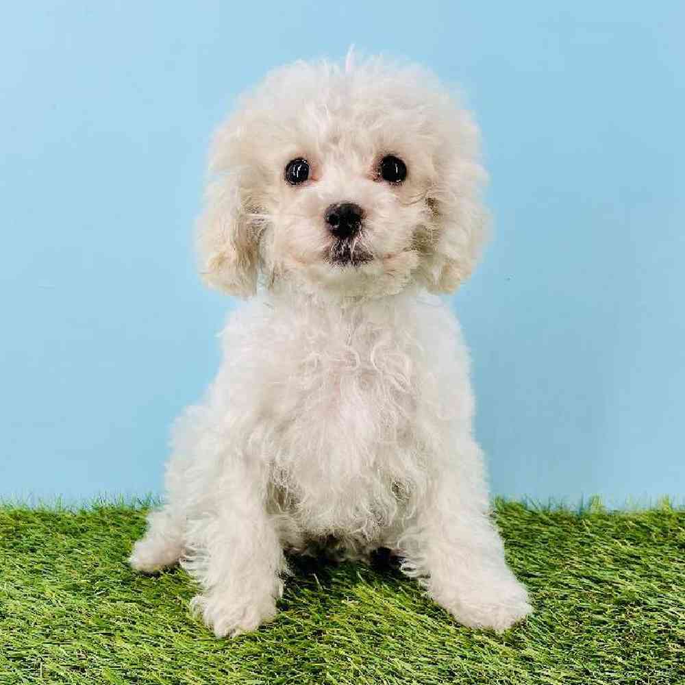 Image of a pet breed in the gallery