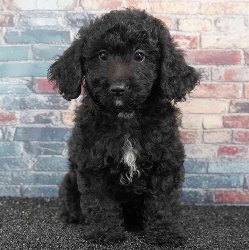 Image of a pet breed in the gallery