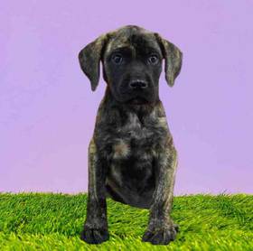 English Mastiff