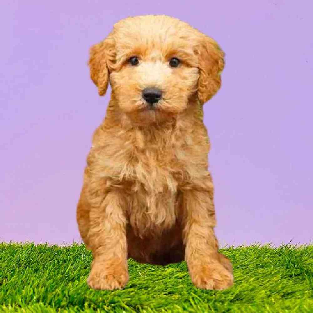 carousel pet images